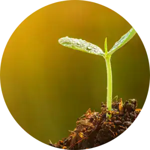 Fresh green seedling sprouting from soil, symbolizing growth and sustainability in environmental initiatives.