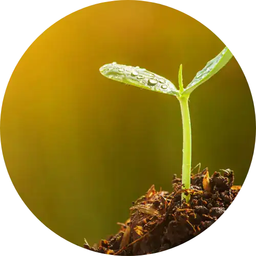 Fresh green seedling sprouting from soil, symbolizing growth and sustainability in environmental initiatives.